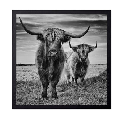 Highland Cattle Pair No1