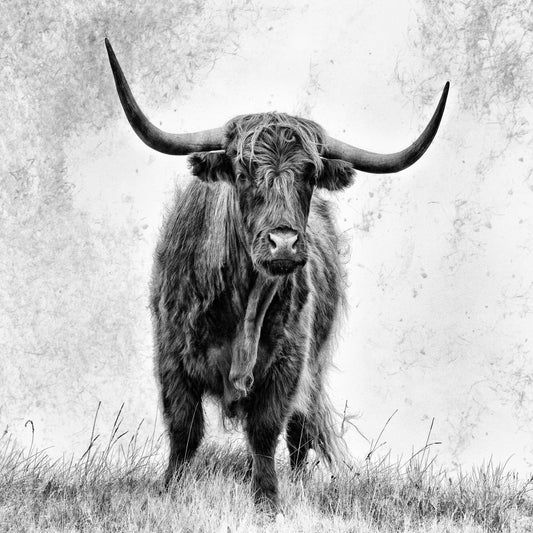 Highland Bull Portrait