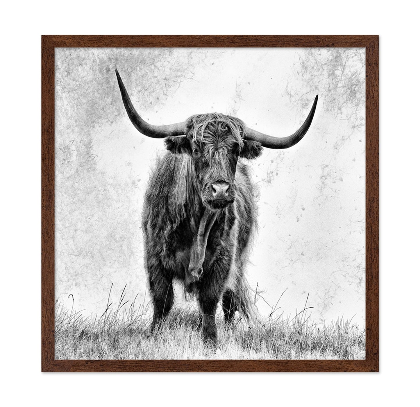 Highland Bull Portrait