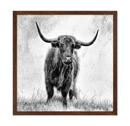 Highland Bull Portrait