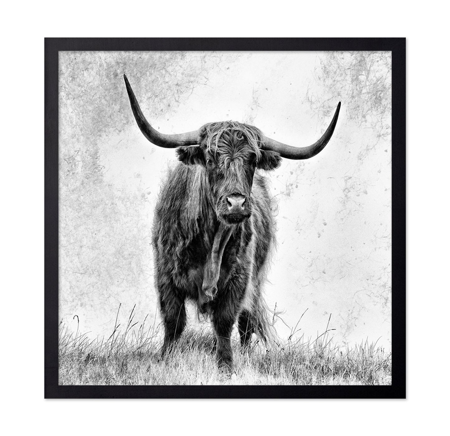 Highland Bull Portrait