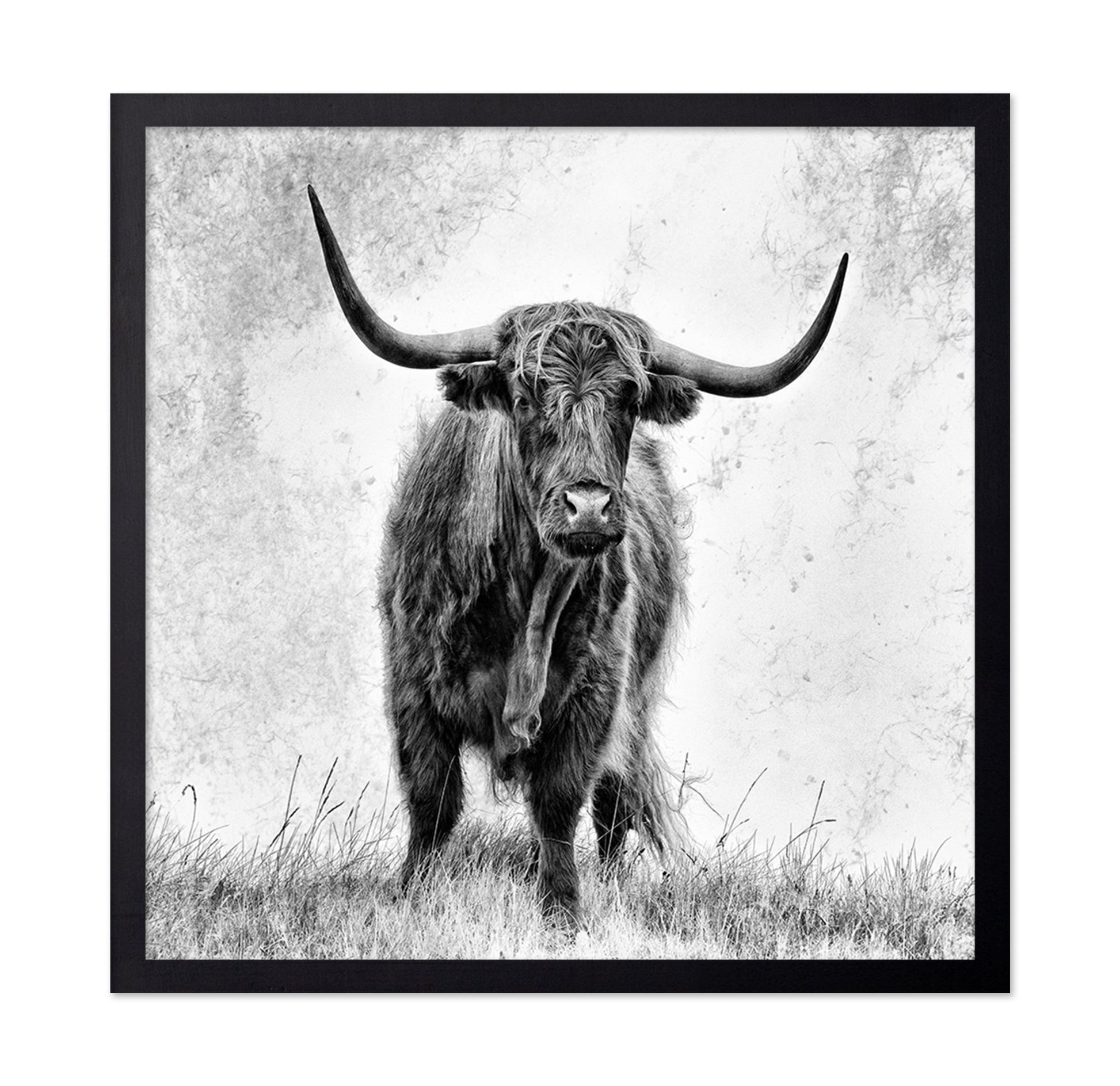 Highland Bull Portrait