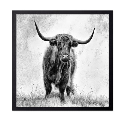 Highland Bull Portrait