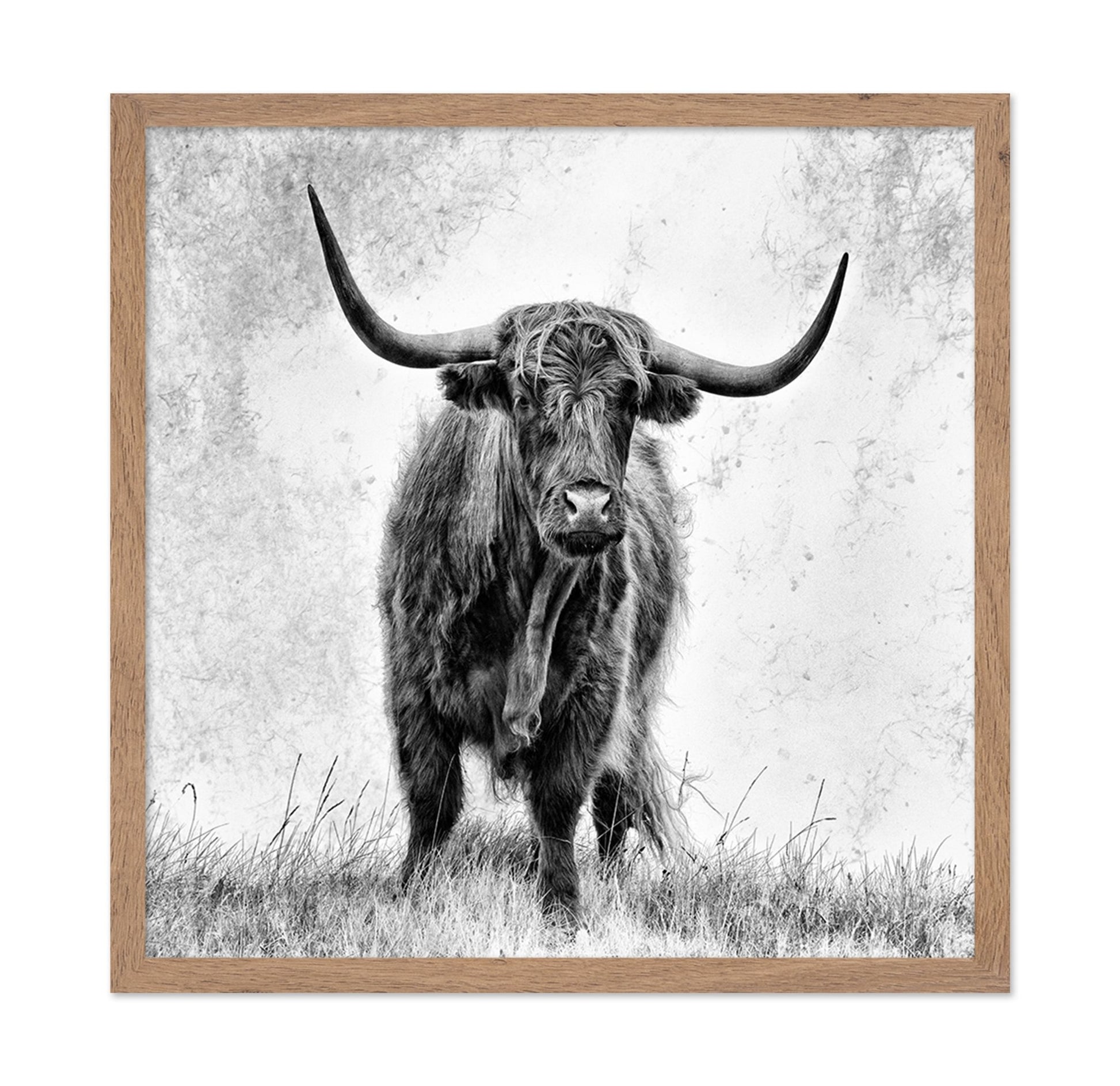 Highland Bull Portrait