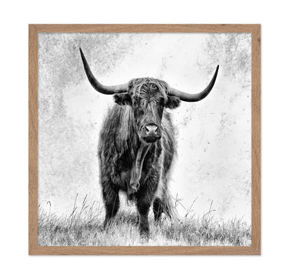 Highland Bull Portrait