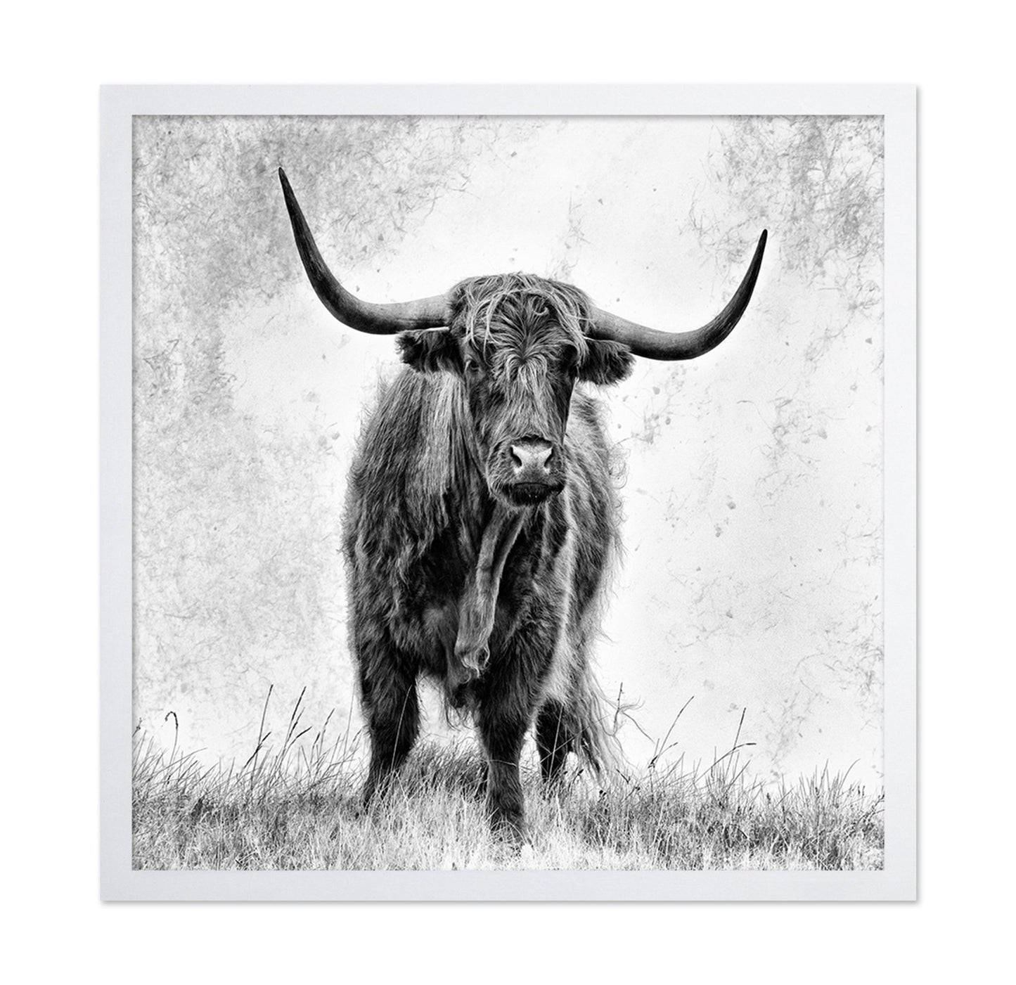 Highland Bull Portrait