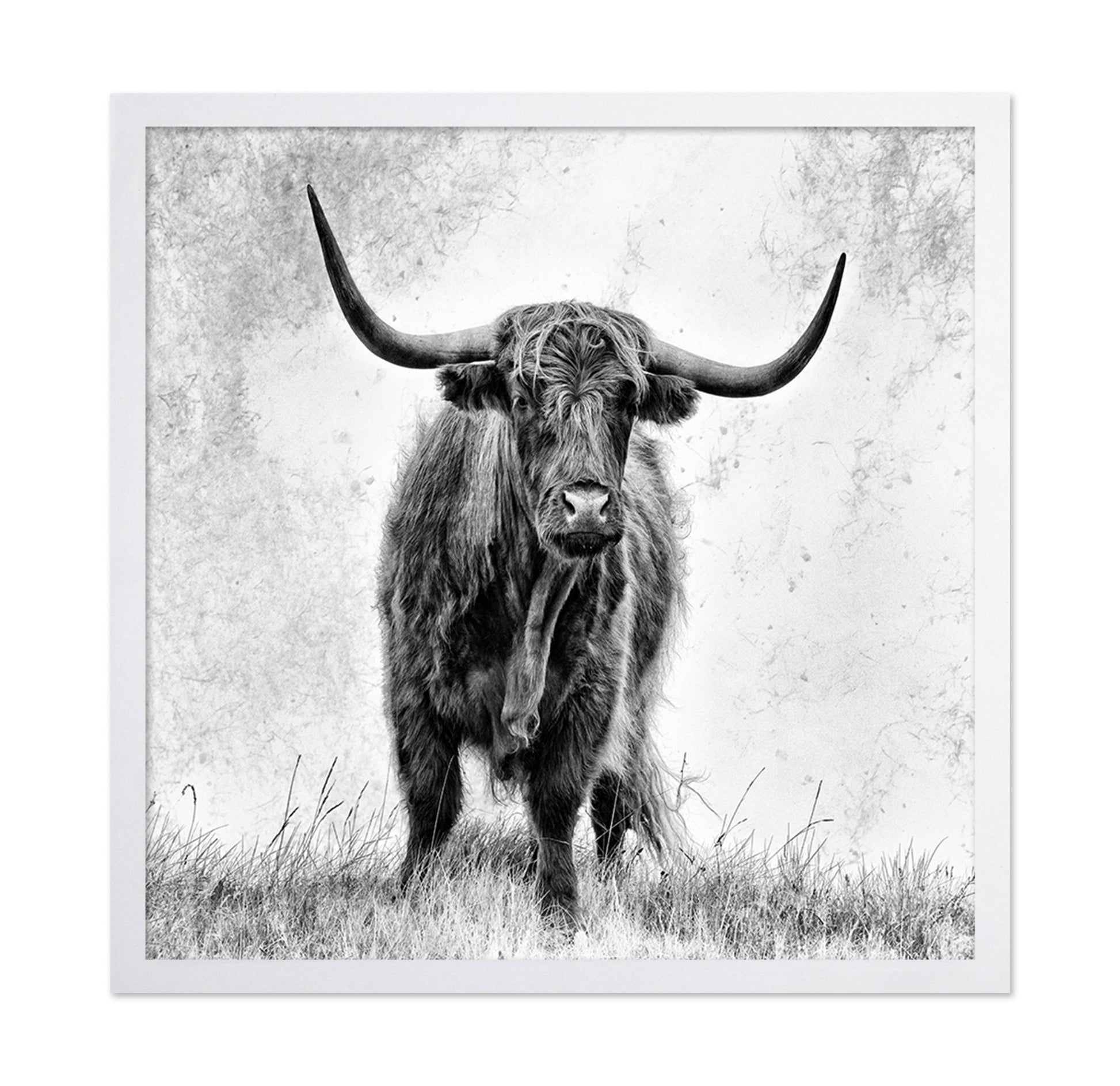 Highland Bull Portrait