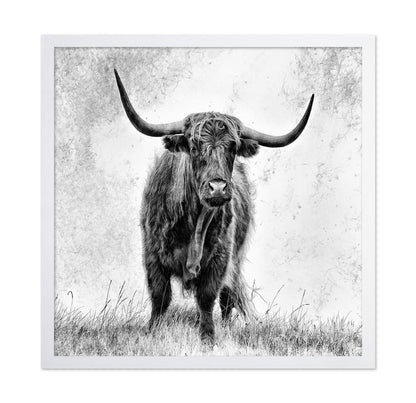 Highland Bull Portrait