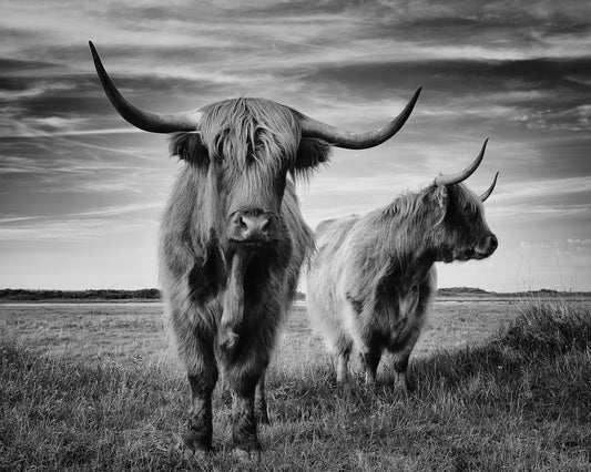 Highland Cattle Pair No2