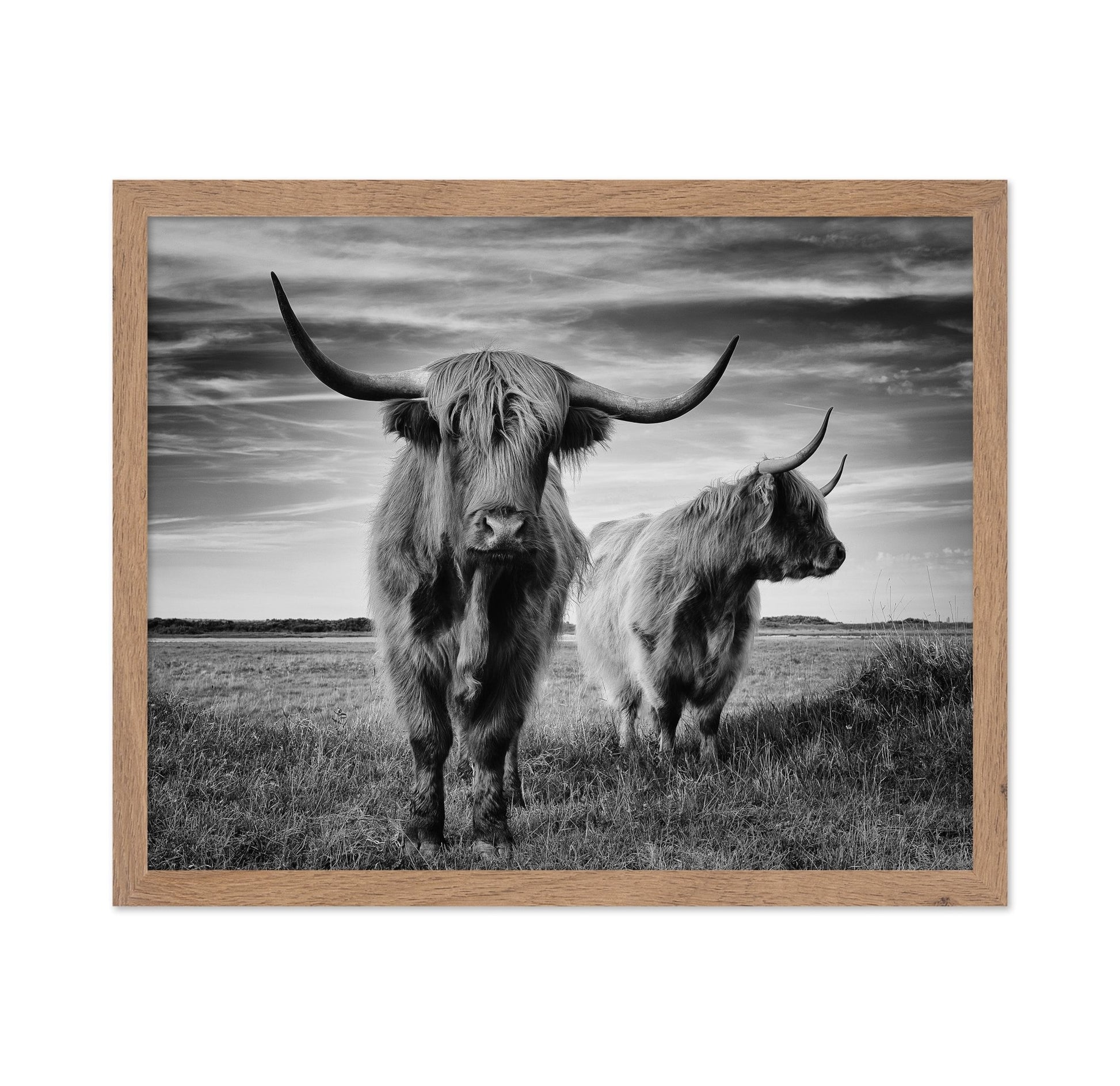 Highland Cattle Pair No2