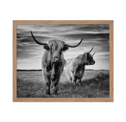 Highland Cattle Pair No2