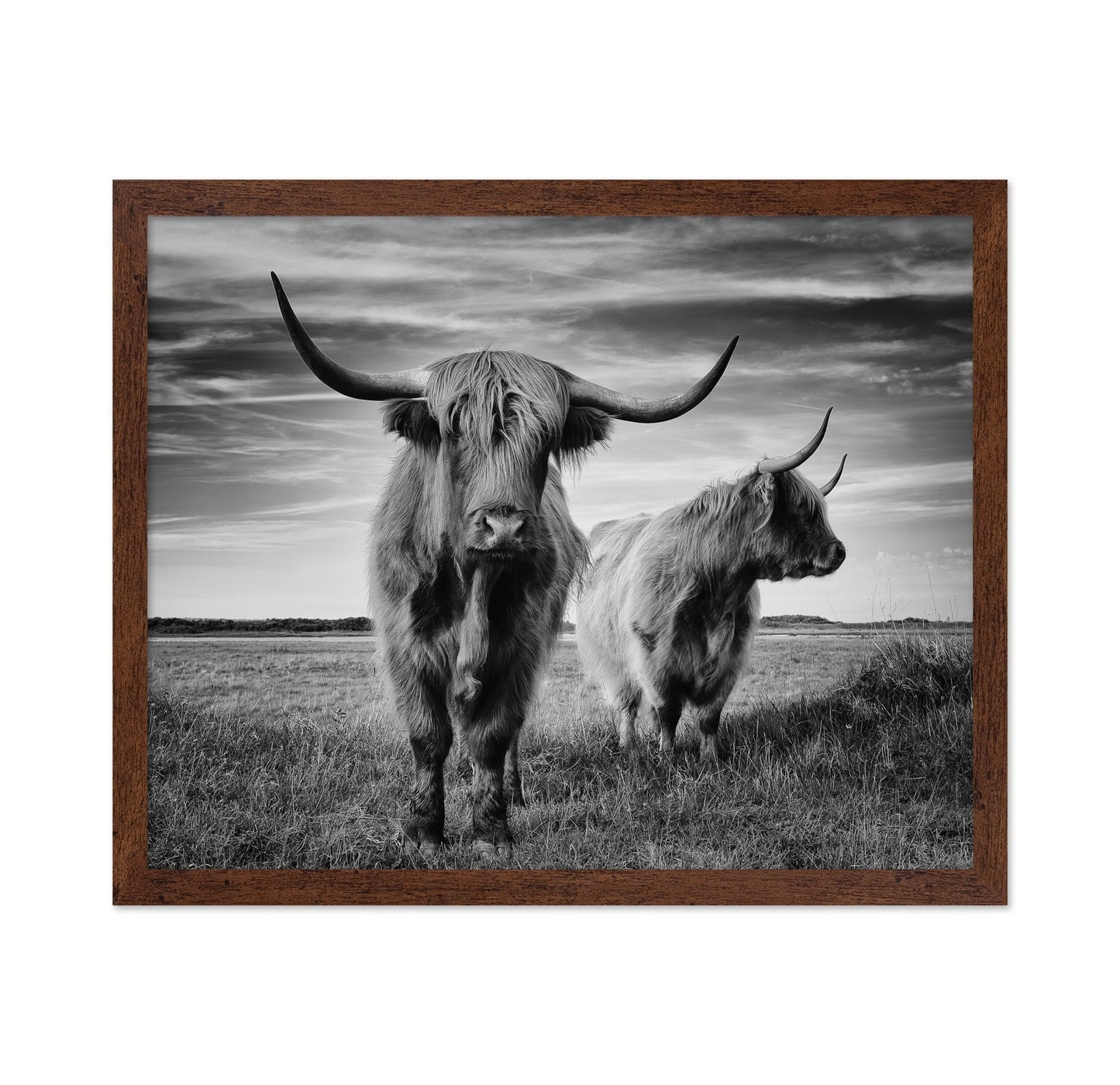 Highland Cattle Pair No2