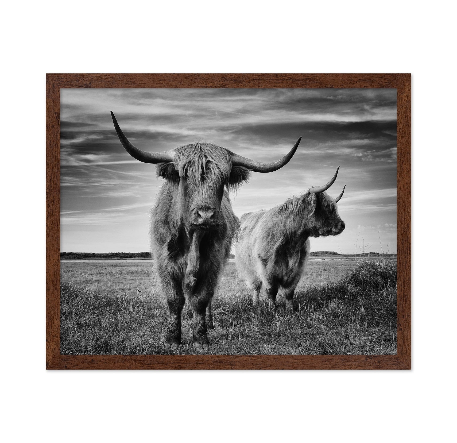 Highland Cattle Pair No2