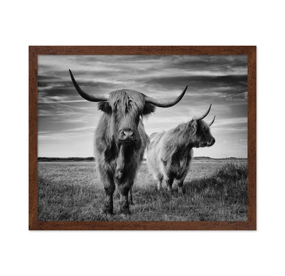 Highland Cattle Pair No2