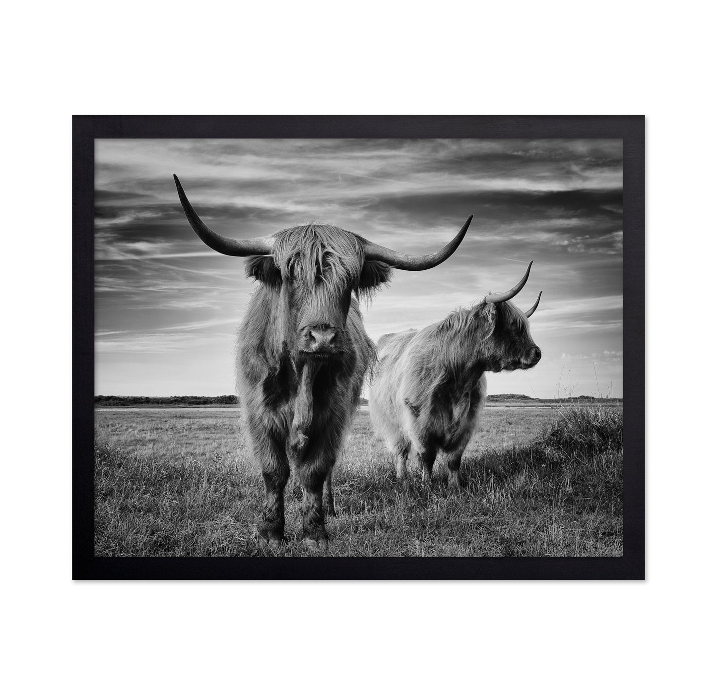 Highland Cattle Pair No2