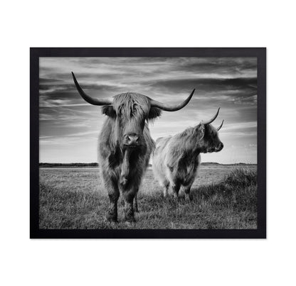 Highland Cattle Pair No2