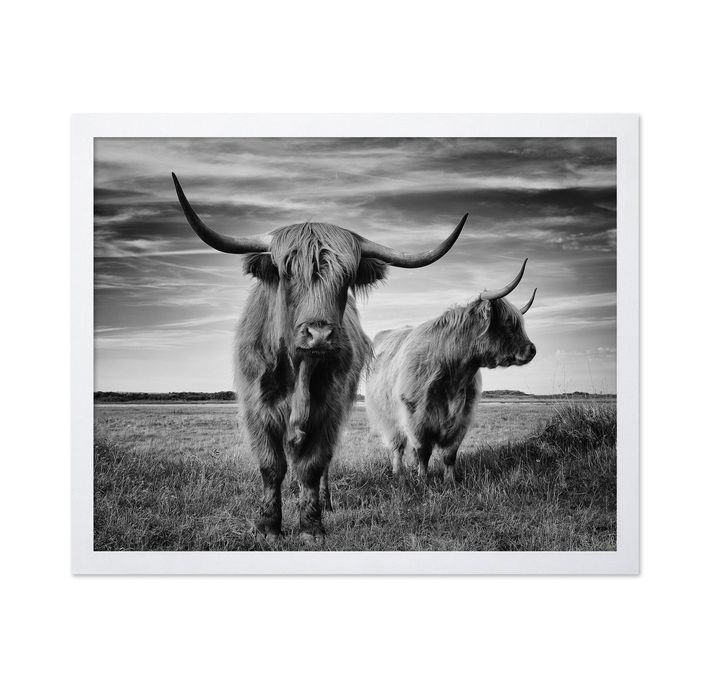 Highland Cattle Pair No2