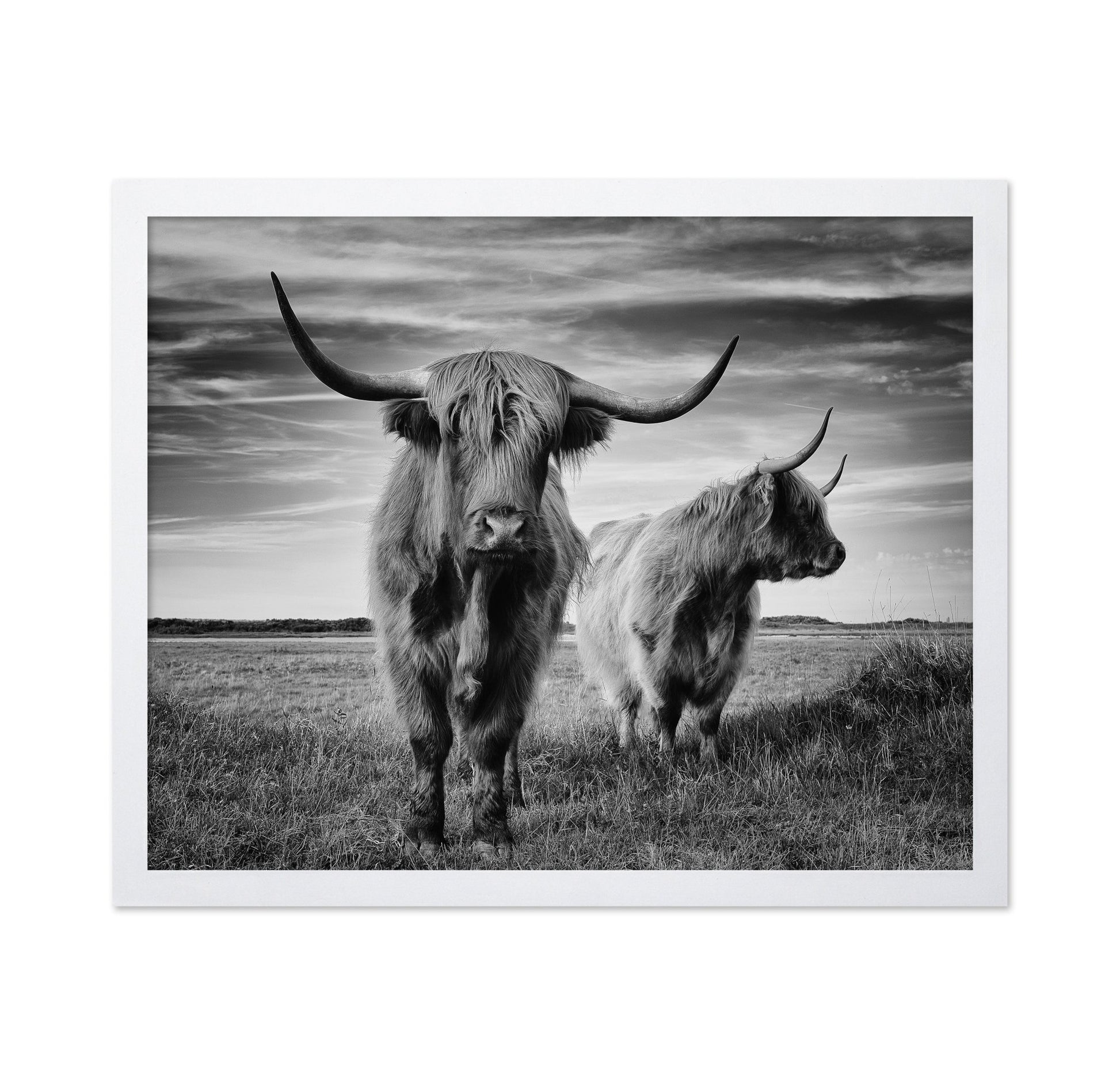 Highland Cattle Pair No2