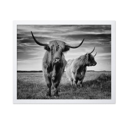 Highland Cattle Pair No2
