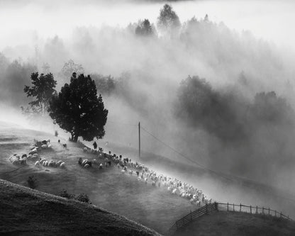 Shepherd Mist Walk