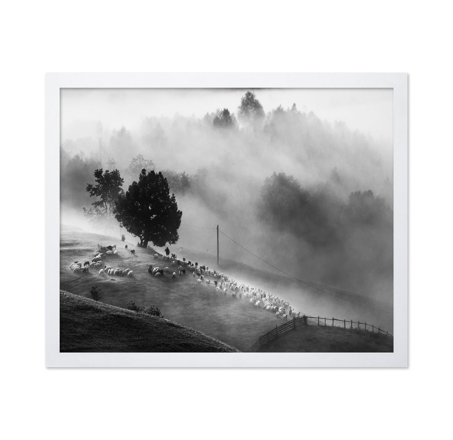 Shepherd Mist Walk