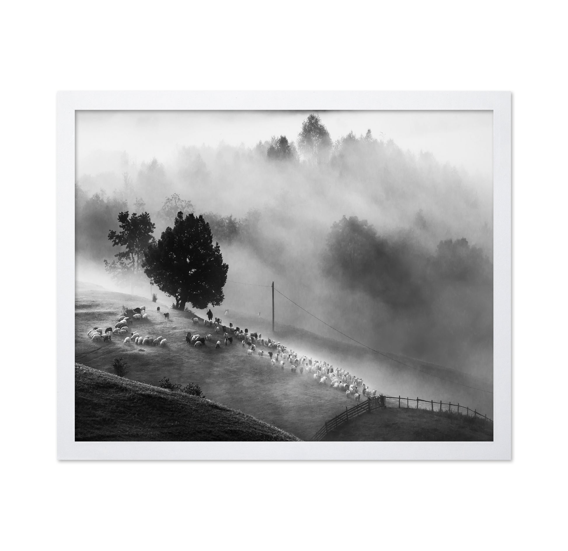 Shepherd Mist Walk