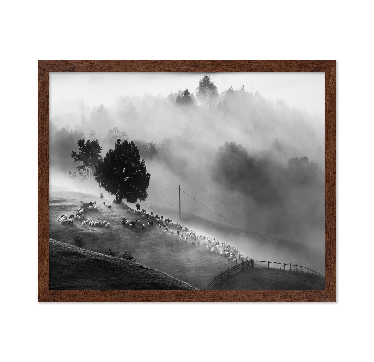 Shepherd Mist Walk