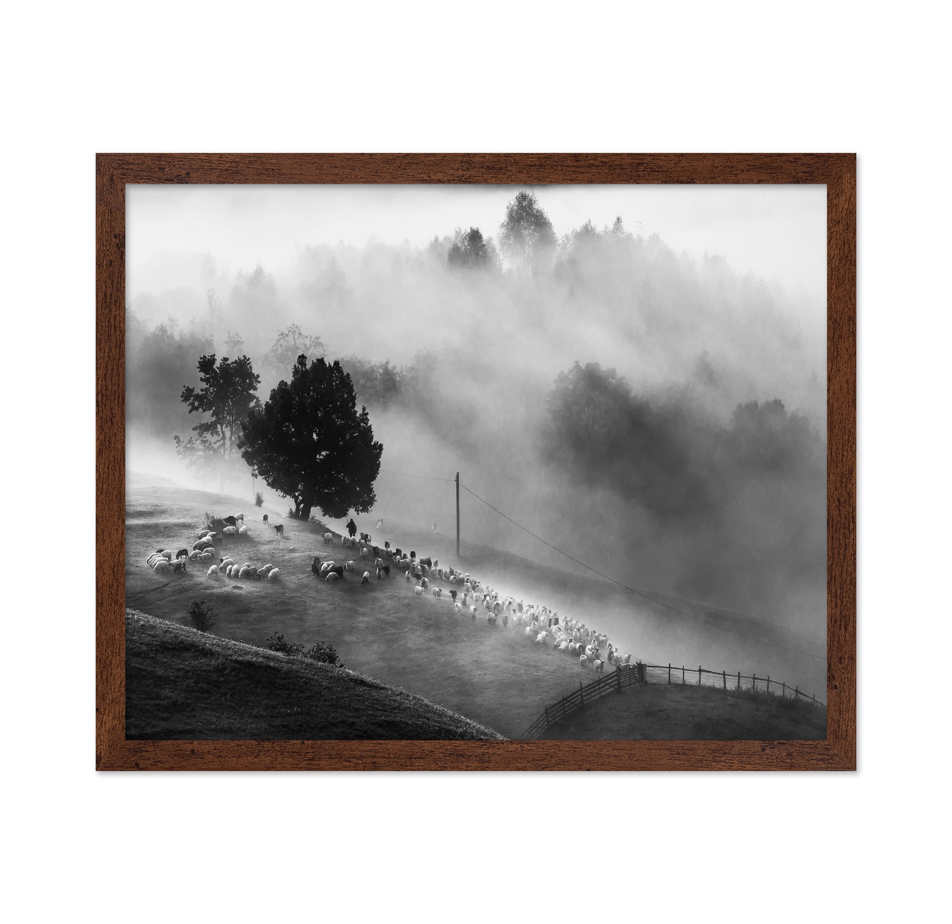 Shepherd Mist Walk