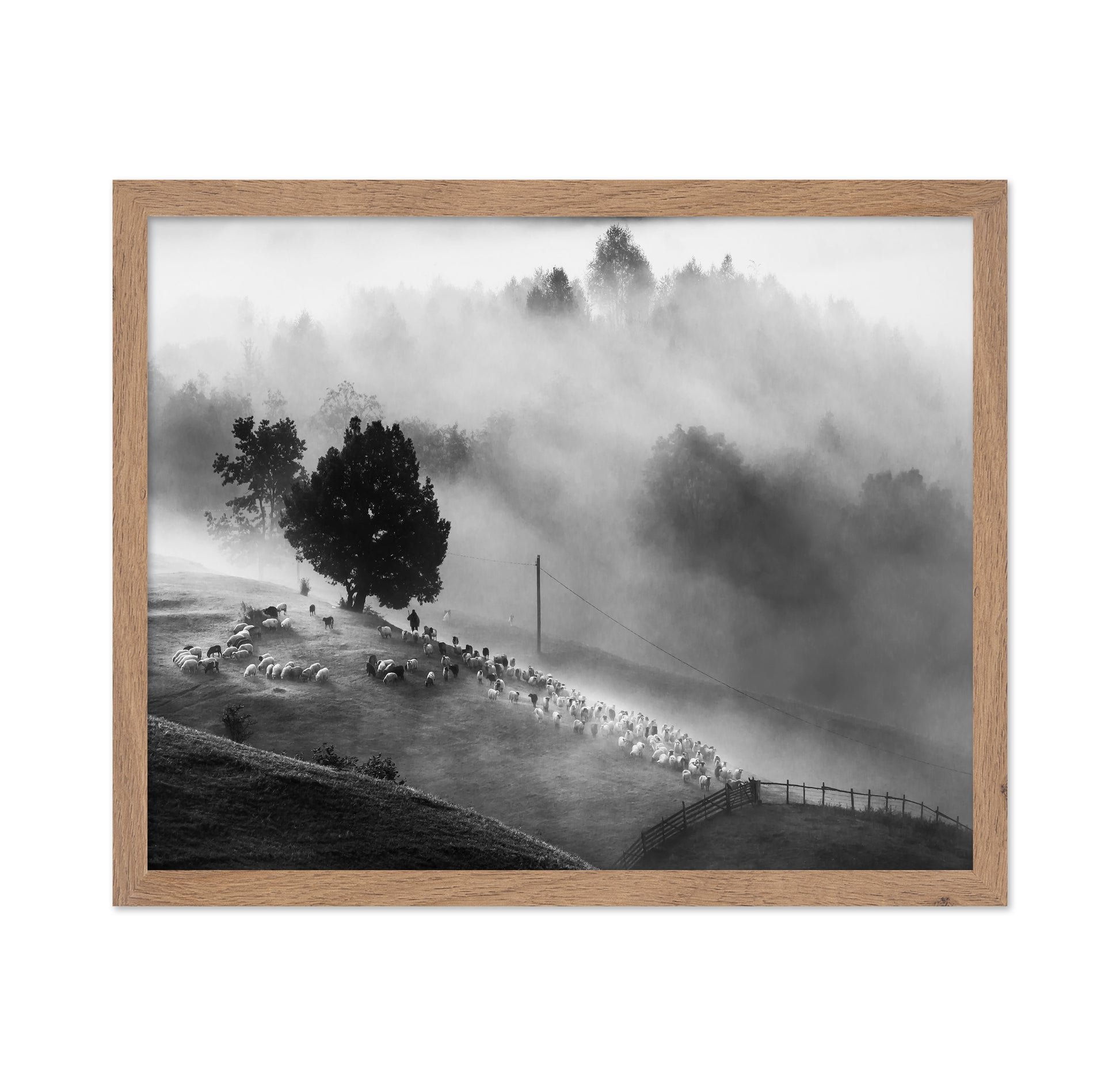Shepherd Mist Walk