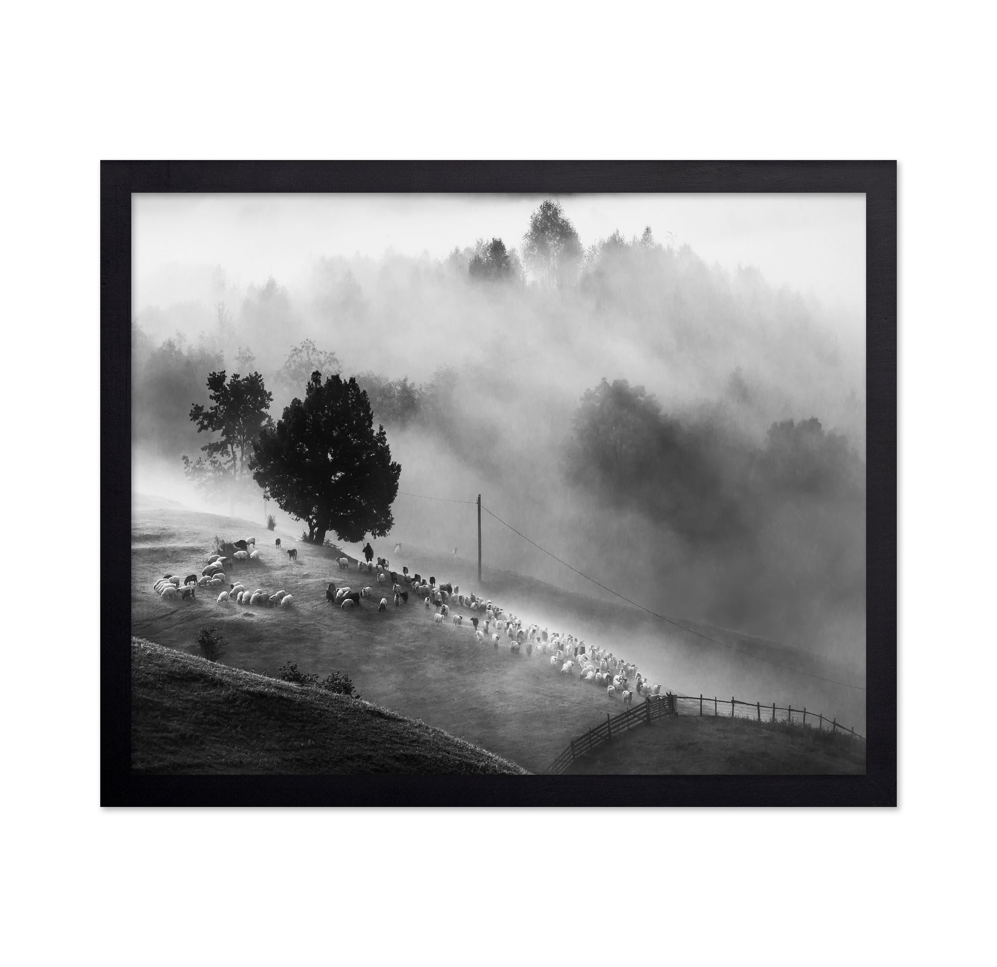 Shepherd Mist Walk