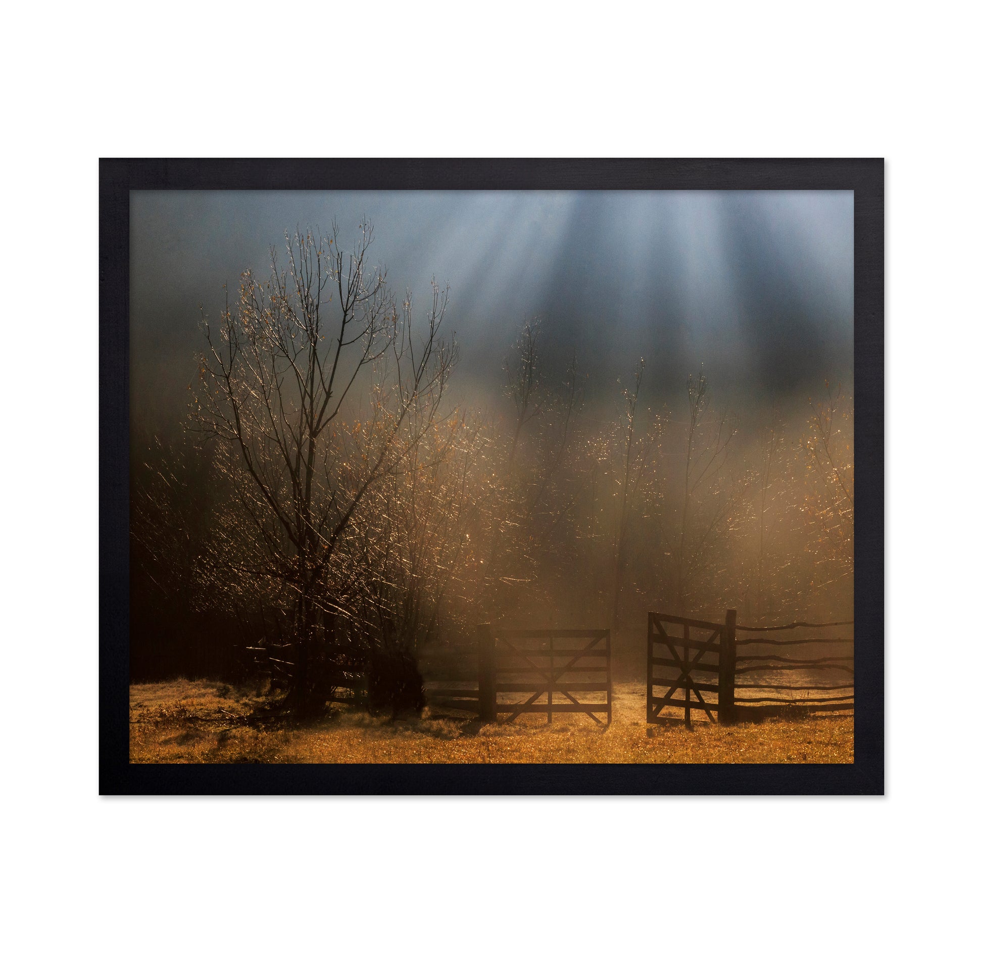Golden Morning Gate