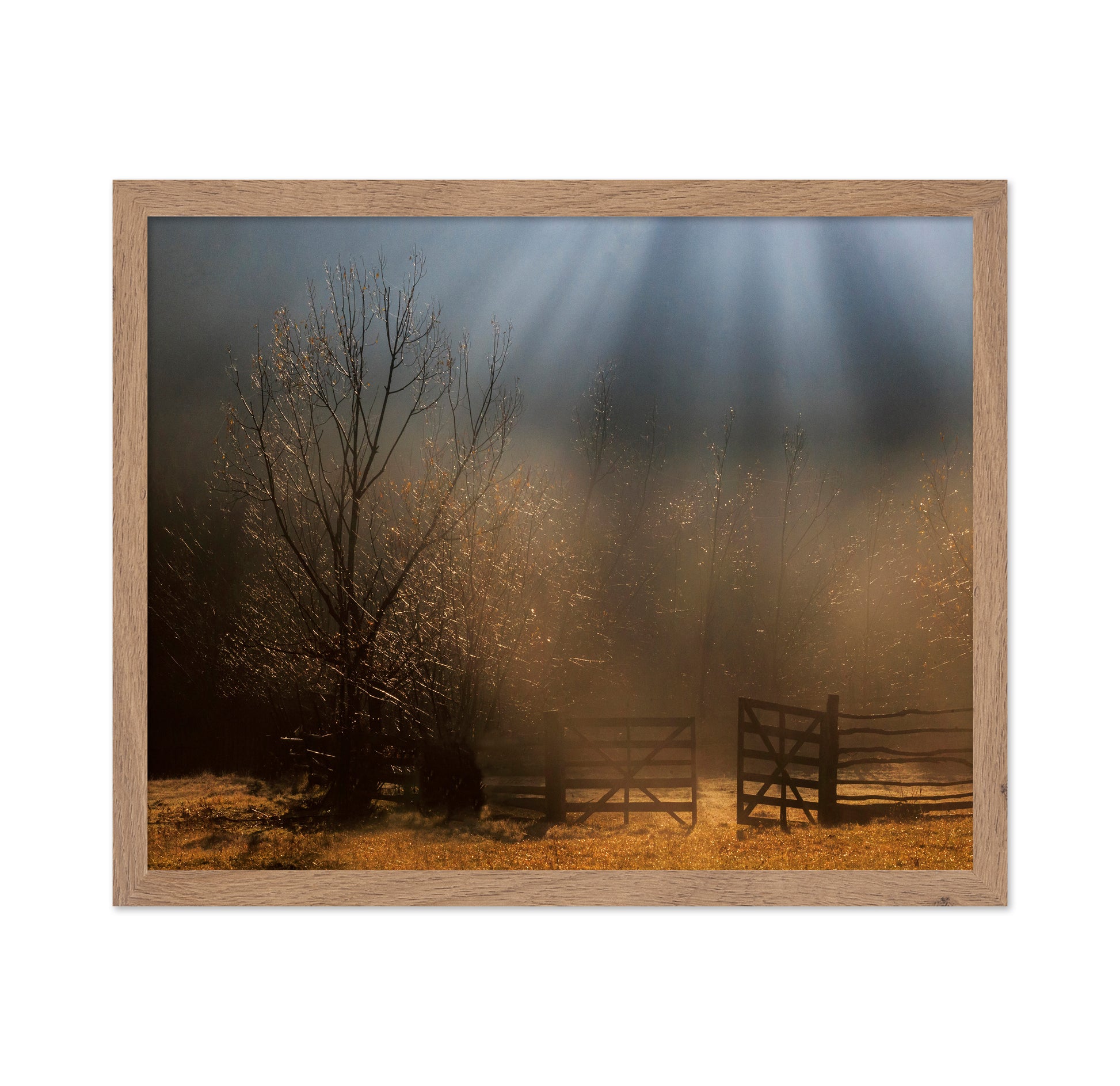 Golden Morning Gate