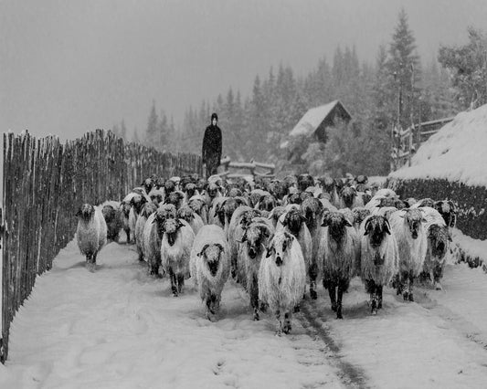 Snowy Sheep Herd