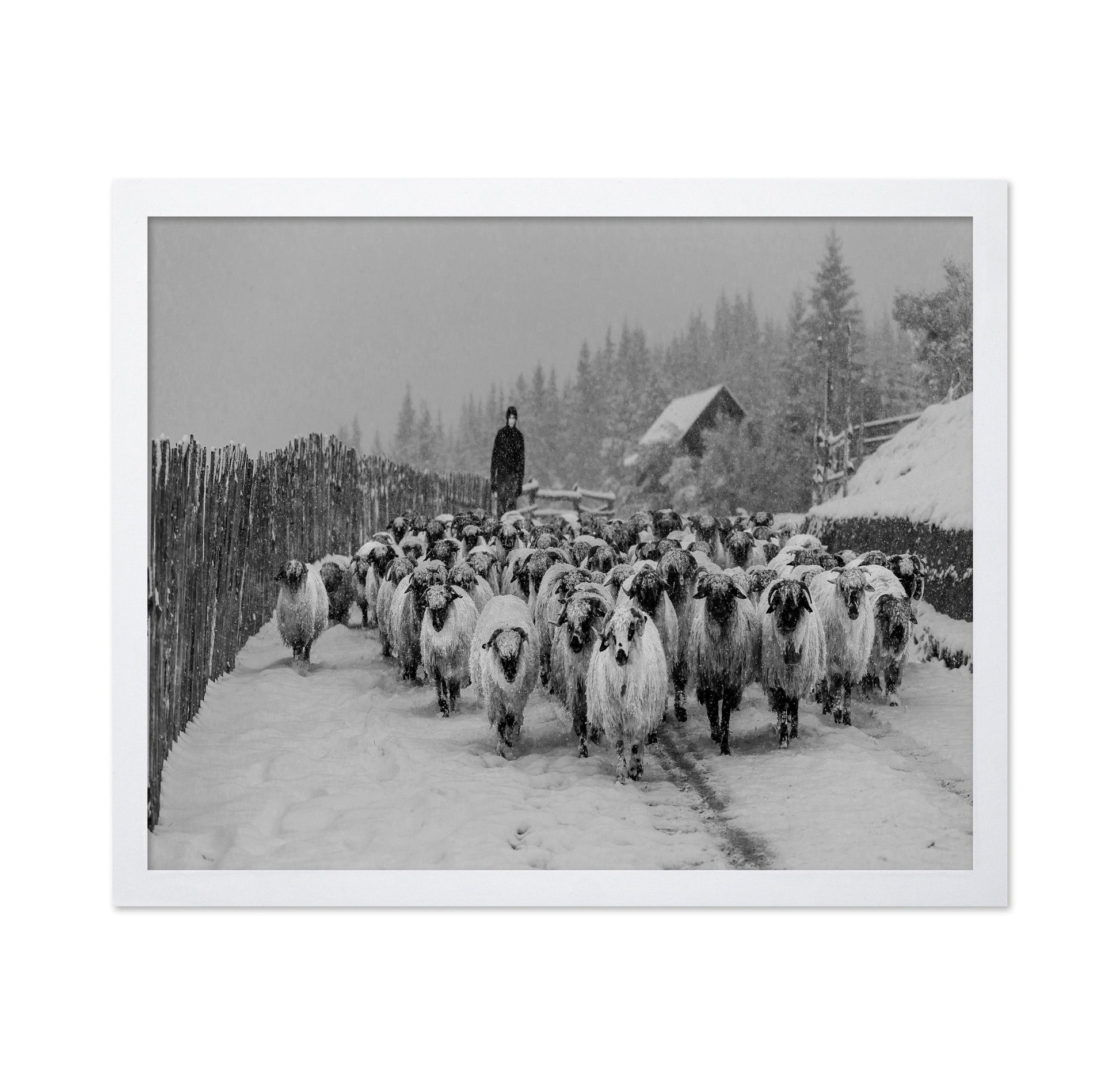 Snowy Sheep Herd