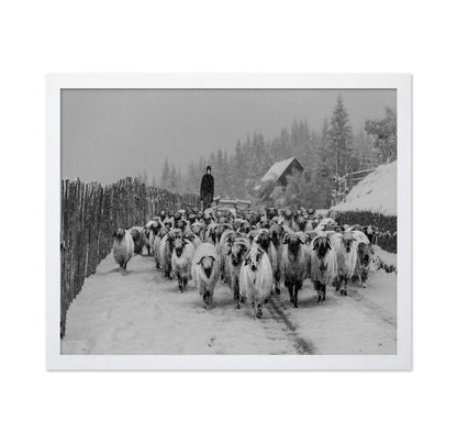 Snowy Sheep Herd