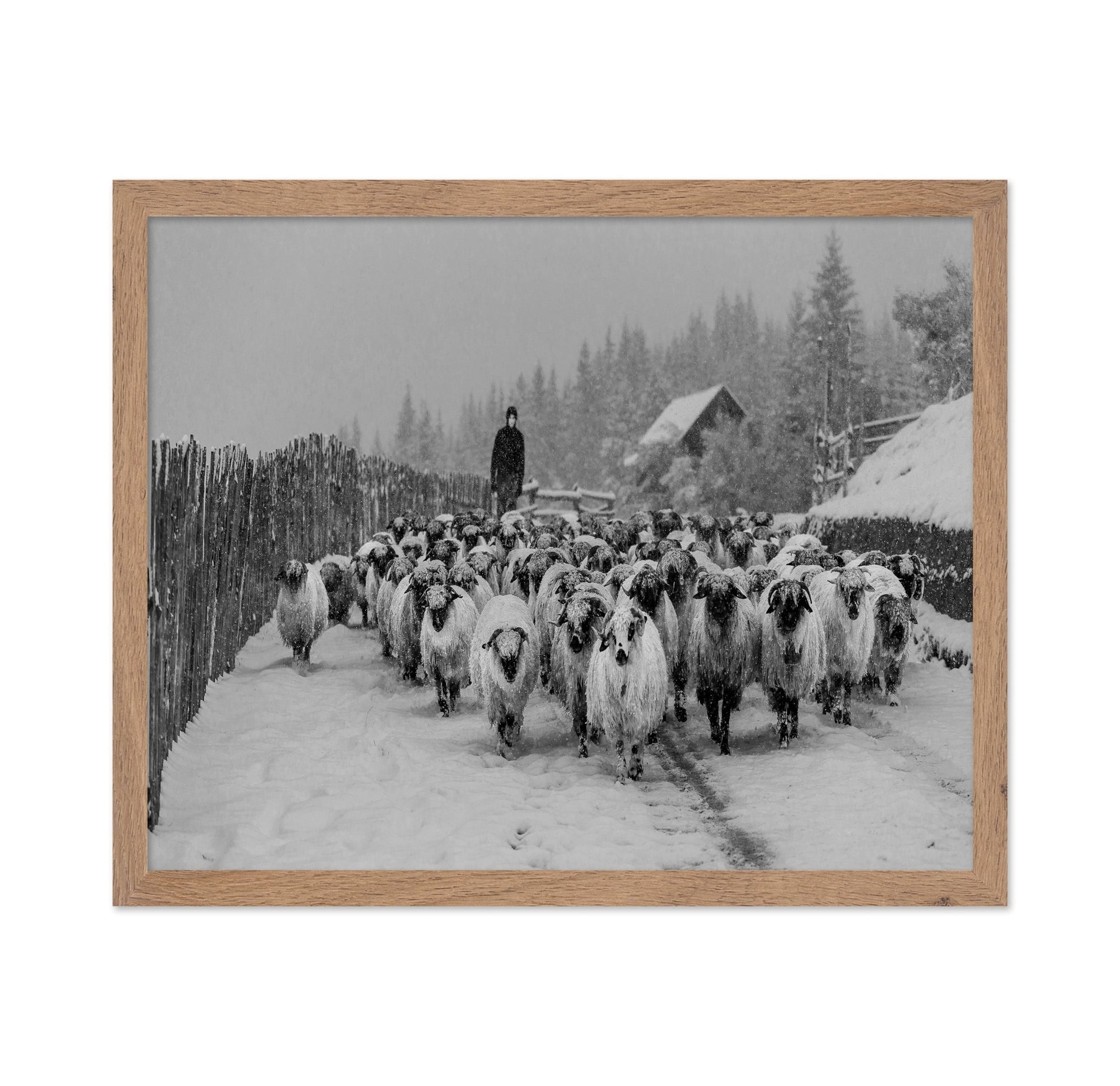 Snowy Sheep Herd