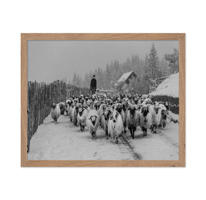 Snowy Sheep Herd