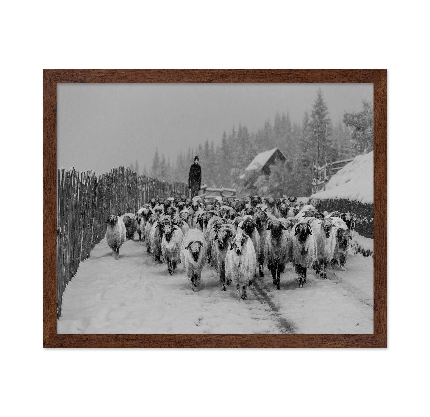 Snowy Sheep Herd