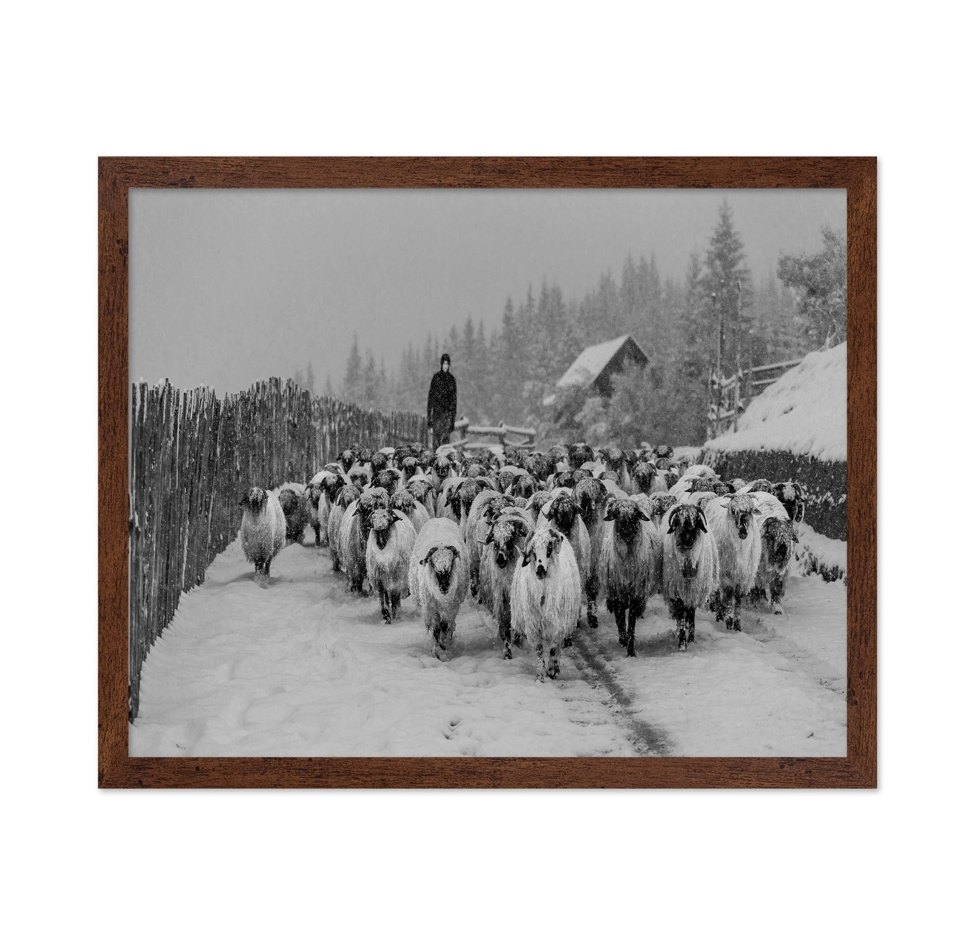 Snowy Sheep Herd