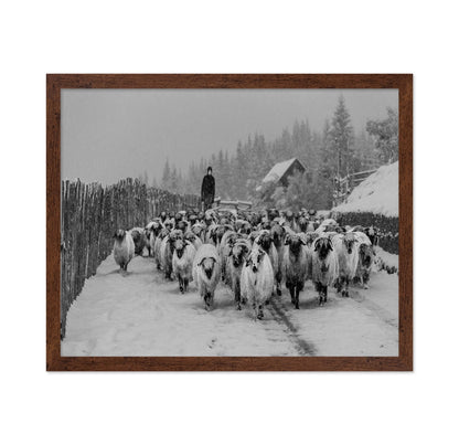 Snowy Sheep Herd