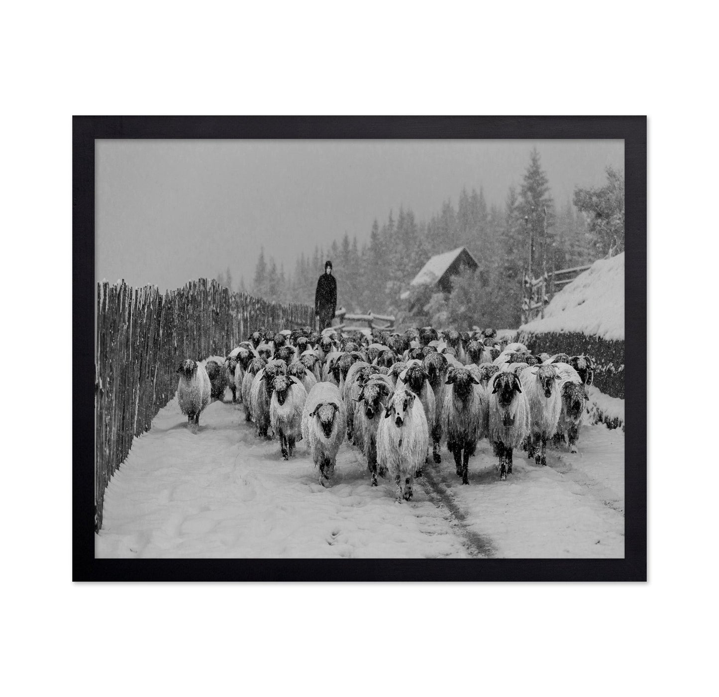 Snowy Sheep Herd