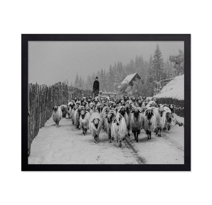 Snowy Sheep Herd