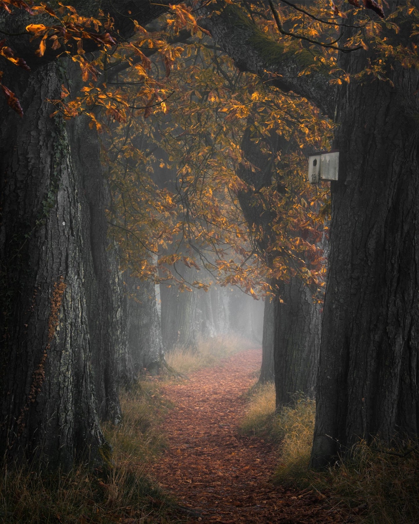 Autumn Forest Path No3