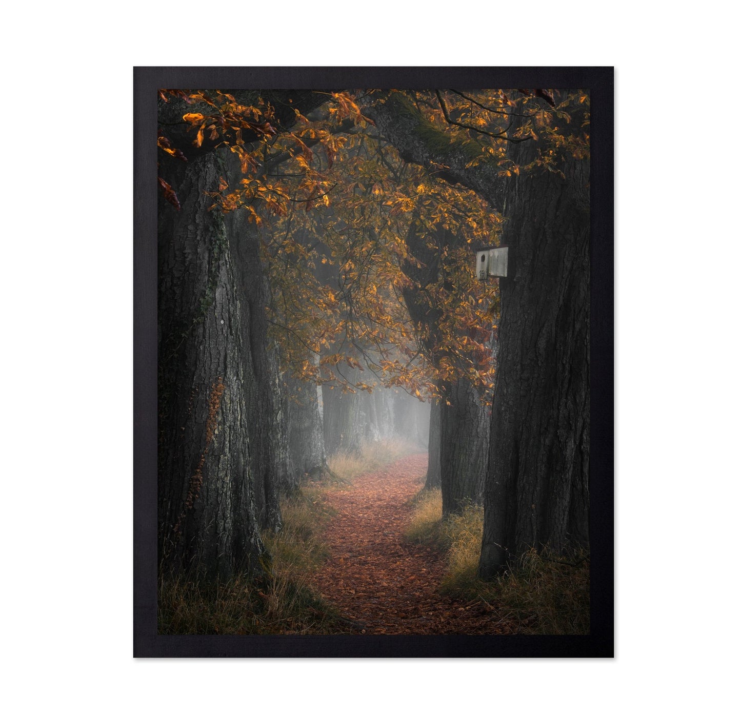 Autumn Forest Path No3
