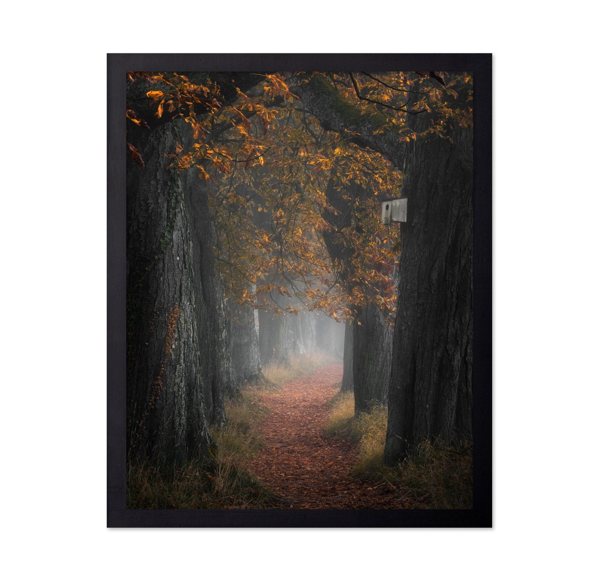 Autumn Forest Path No3