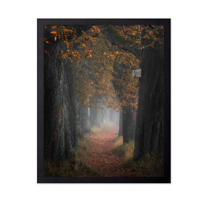 Autumn Forest Path No3