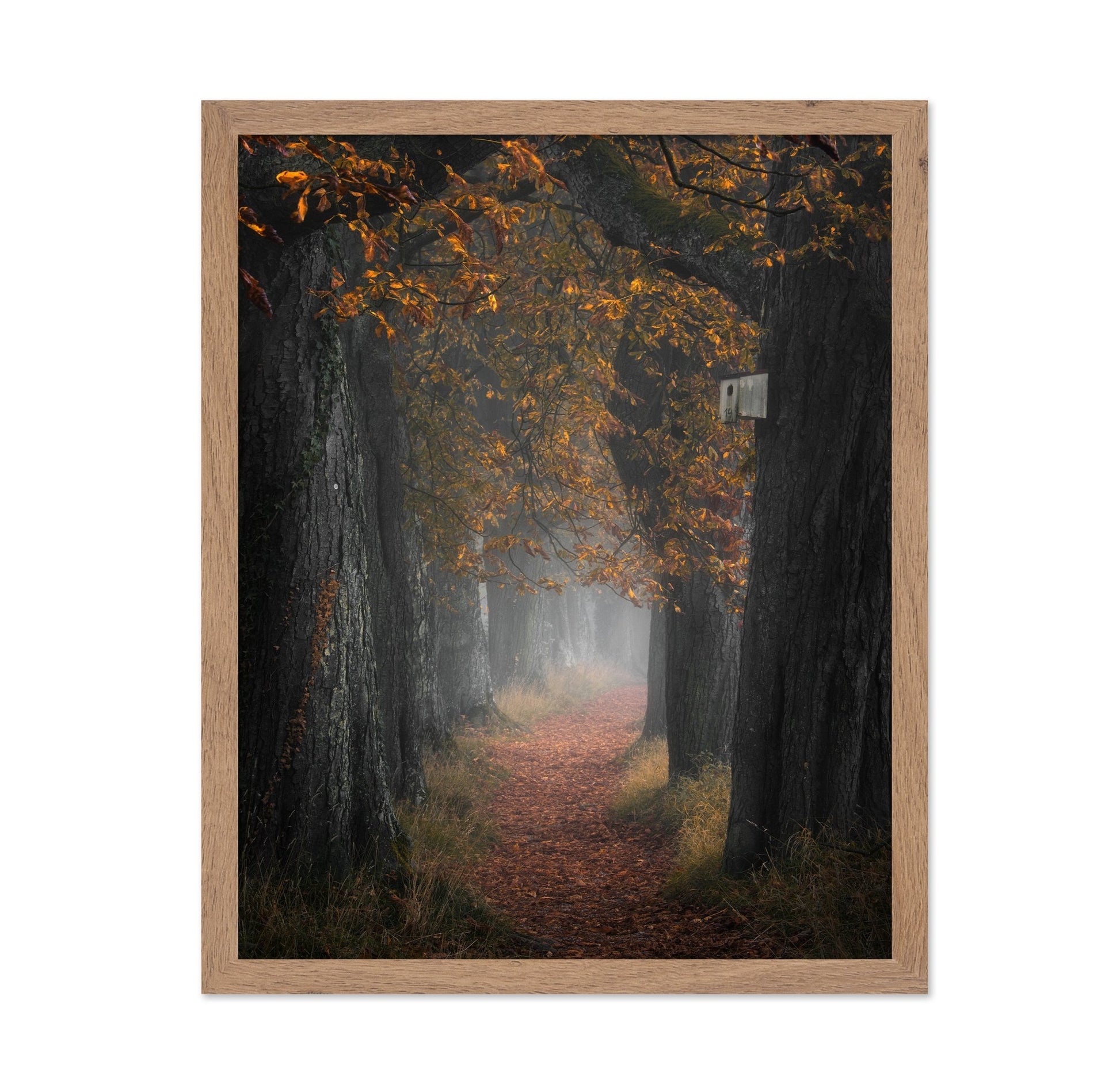 Autumn Forest Path No3