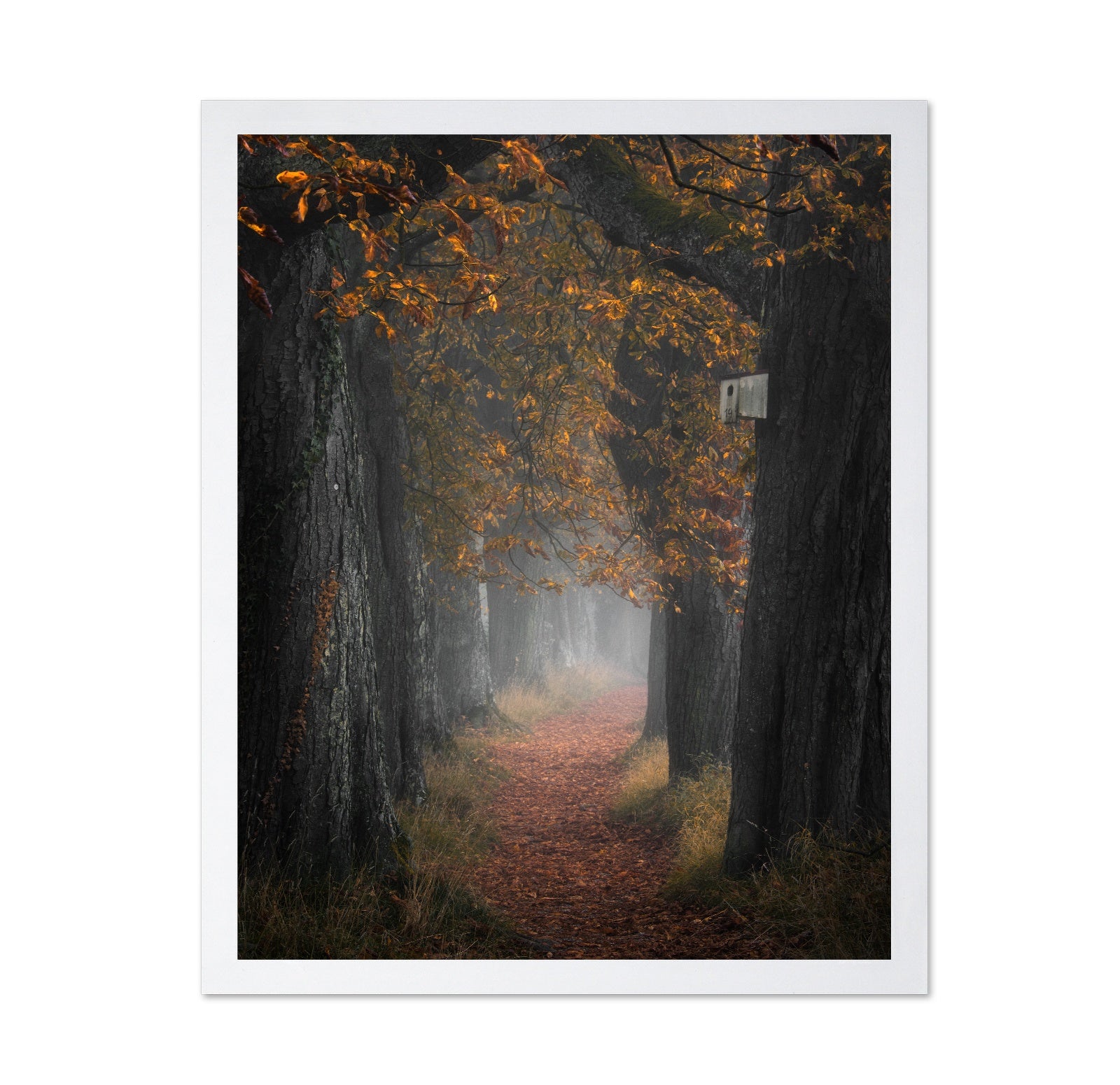 Autumn Forest Path No3