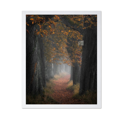 Autumn Forest Path No3