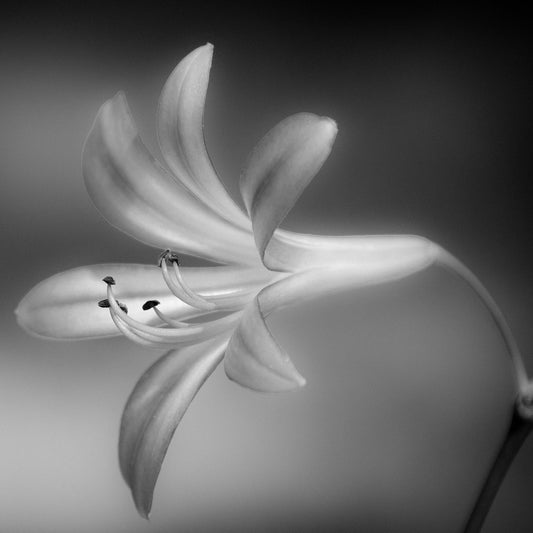 Soft Lily Bloom